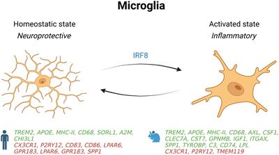 Impact of non-neuronal cells in Alzheimer’s disease from a single-nucleus profiling perspective